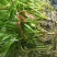 亚洲四季长绿矮苦草净化水质河道清理鱼虾蟹养殖专用。