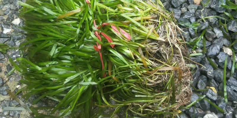 亚洲四季长绿矮苦草净化水质河道清理鱼虾蟹养殖专用。