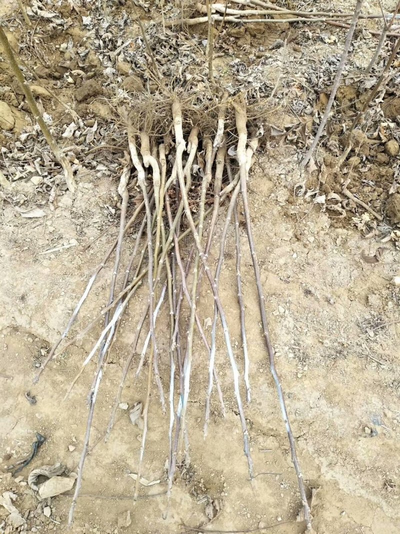 基地出售嫁接碧根果苗品种纯正包成活包技术