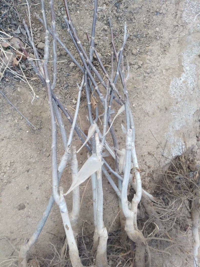基地出售嫁接碧根果苗品种纯正包成活包技术
