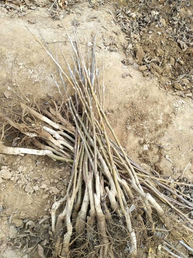 基地出售嫁接碧根果苗品种纯正包成活包技术