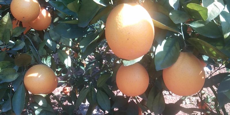 特优抗病圆丰橙苗，品种纯正，坐果率强，不分大小年，商品高