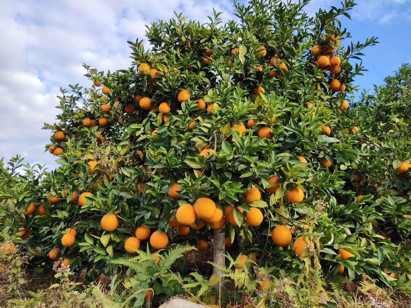 特优抗病圆丰橙苗，品种纯正，坐果率强，不分大小年，商品高
