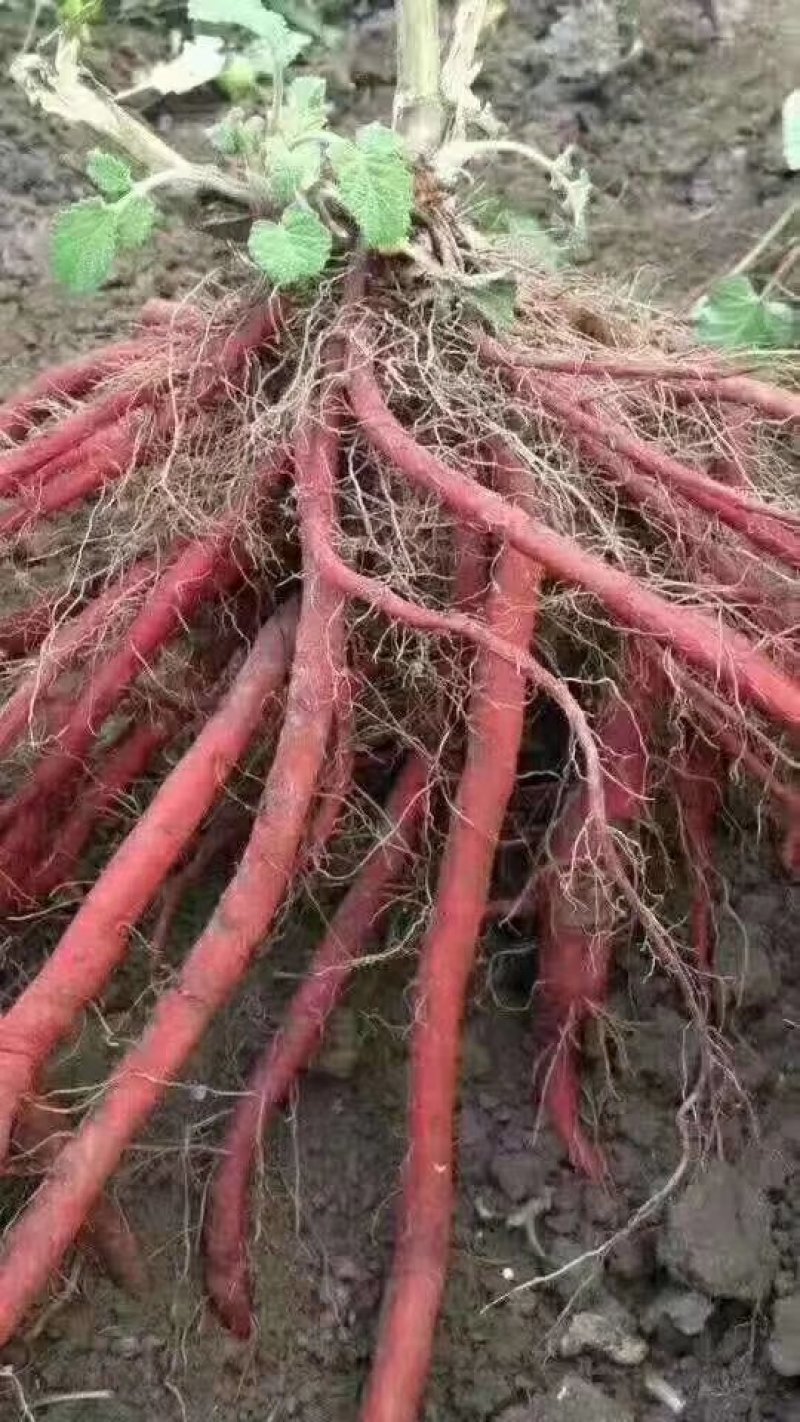 山东航天中药材育苗基地供应优质航天丹参苗