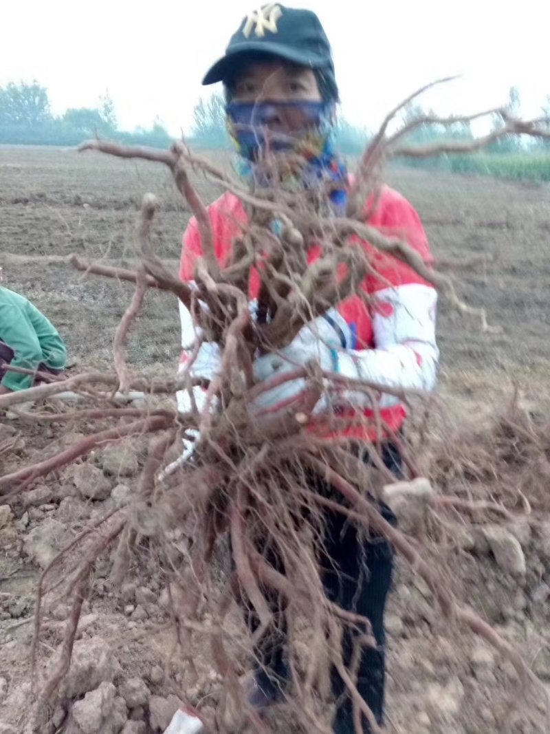 山东航天中药材育苗基地供应优质航天丹参苗