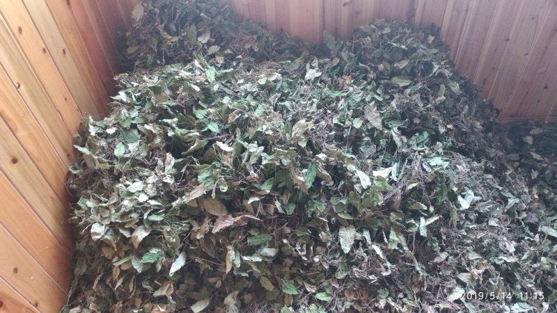 贵州铜仁野生杏香兔耳风干货兔耳草生货一支香干品色青无杂质