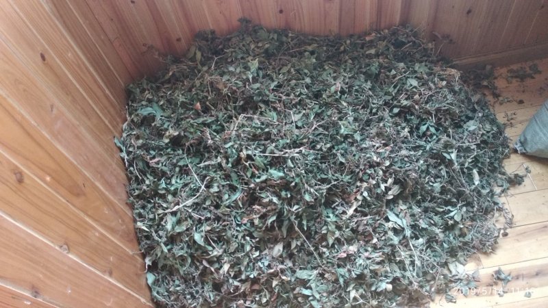 贵州铜仁野生杏香兔耳风干货兔耳草生货一支香干品色青无杂质