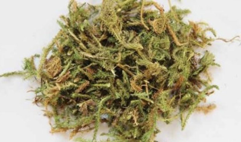 常年批发代购野生伸筋草