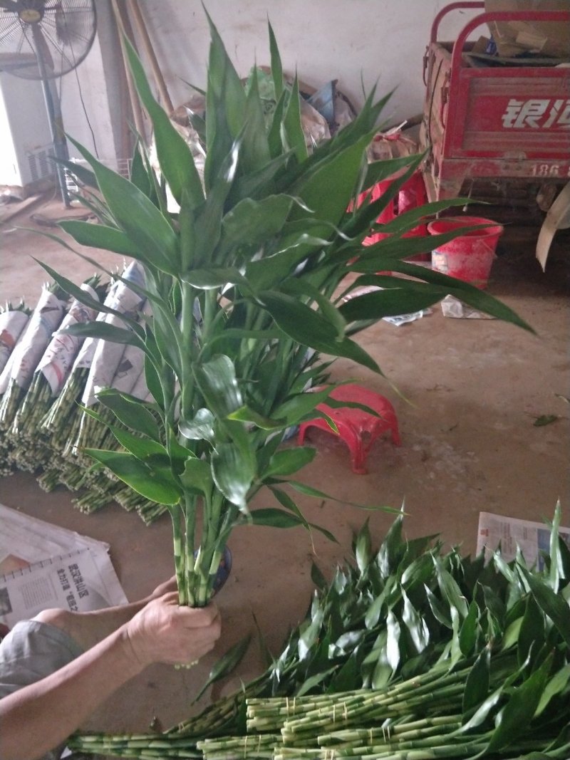 海口基地批发紫竹富贵竹，花瓶批发（泰博）