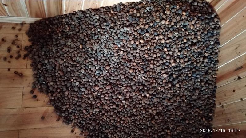 贵州铜仁野生老茶树油茶籽中小颗粒干品无杂质产地直发山茶籽
