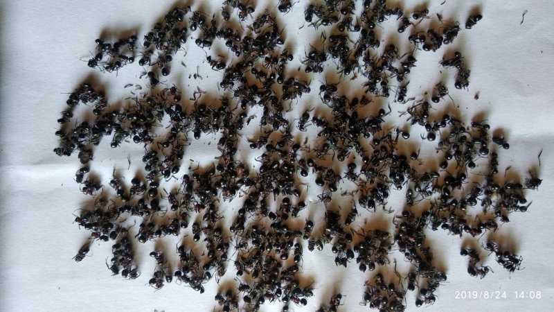 贵州铜仁深山老林大黑蚂蚁干货无杂质多种规格产地直发