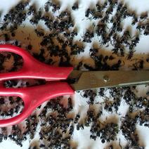 贵州铜仁深山老林大黑蚂蚁干货无杂质多种规格产地直发