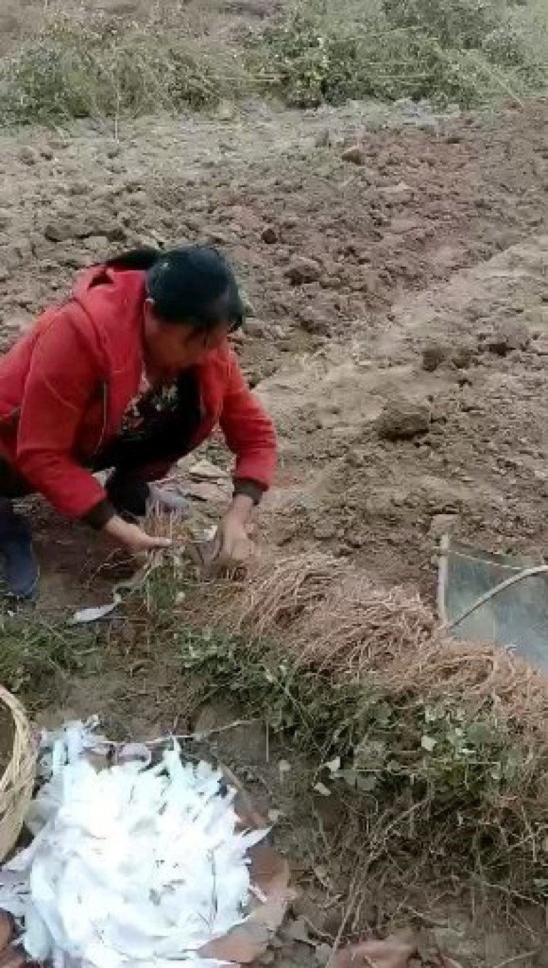 优选培育江西粉防己种苗，独木香，汉防己