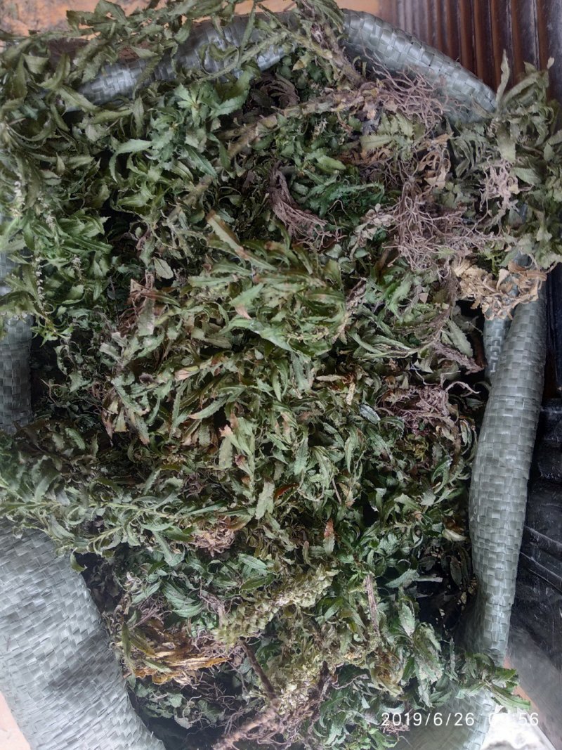 贵州铜仁生鲜野生大叶千层塔干货虱子草干品产地直发一手货源