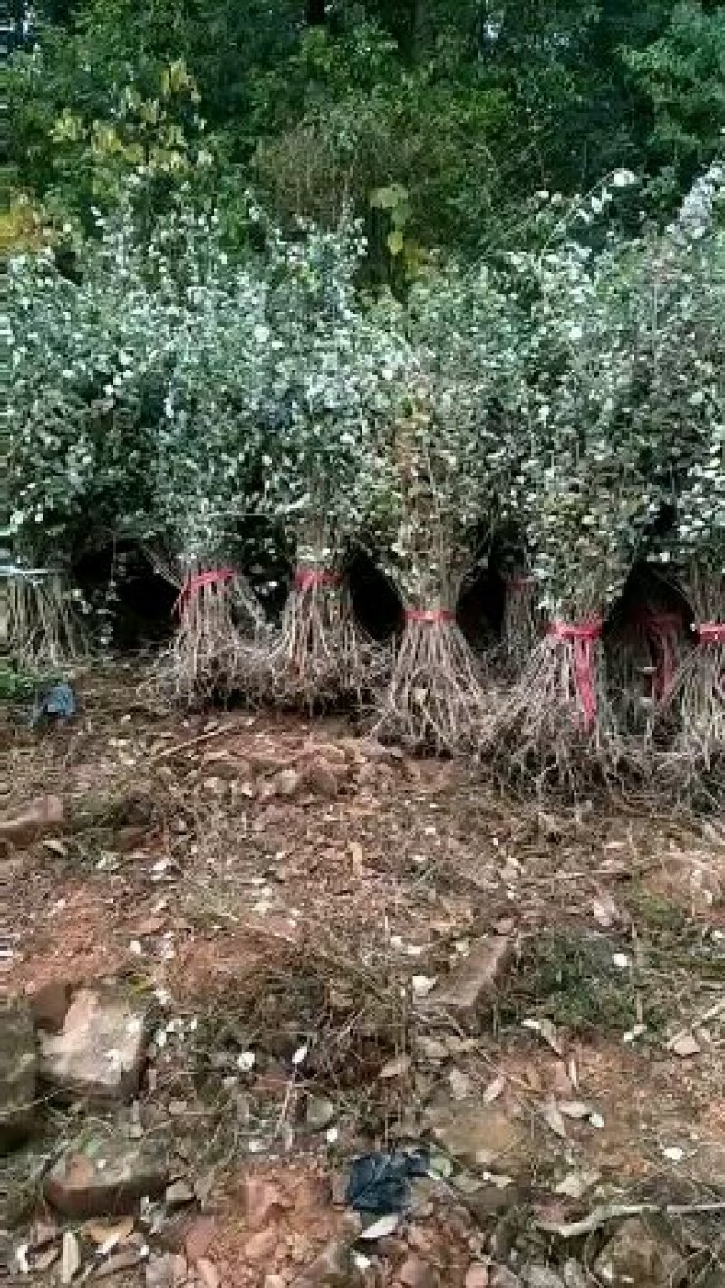 蔓荆子苗，江西单叶蔓荊子苗