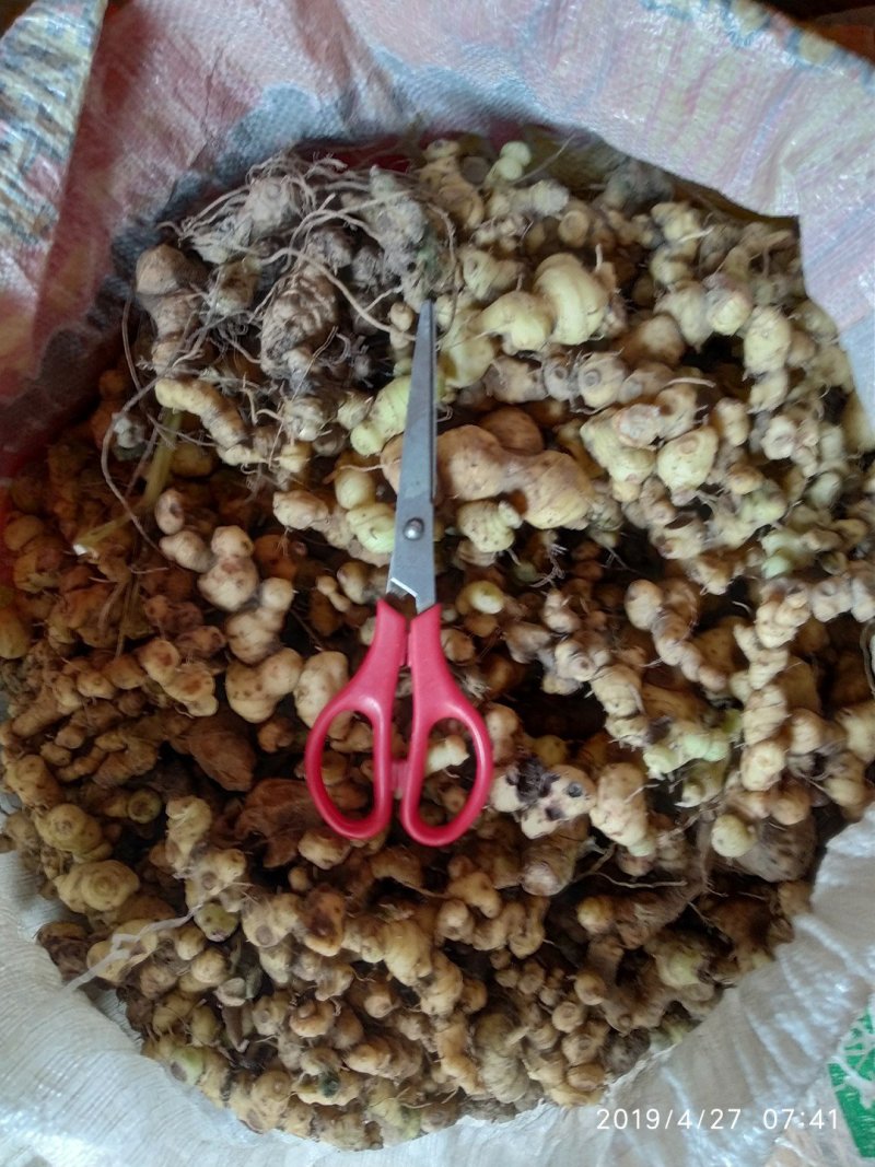贵州铜仁泡酒煲汤无硫生鲜鸡头黄精干品姜形黄精产地直发