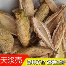 天浆壳天降壳萝摩壳老瓜瓢冷背中药材