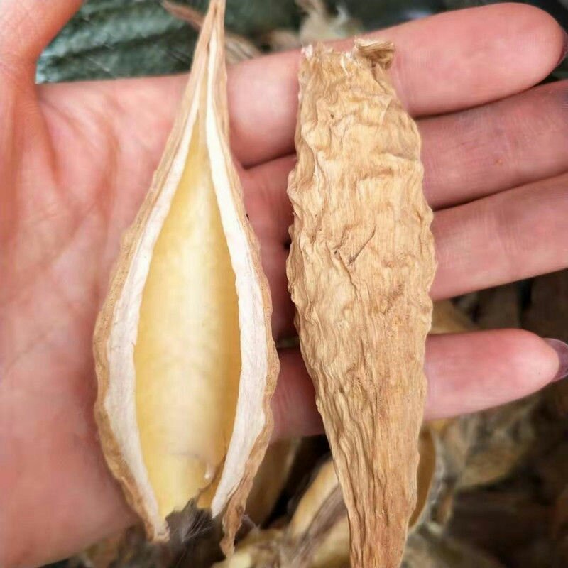 天浆壳天降壳萝摩壳老瓜瓢冷背中药材