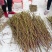 江西中花吴茱萸枝条，茶腊枝条