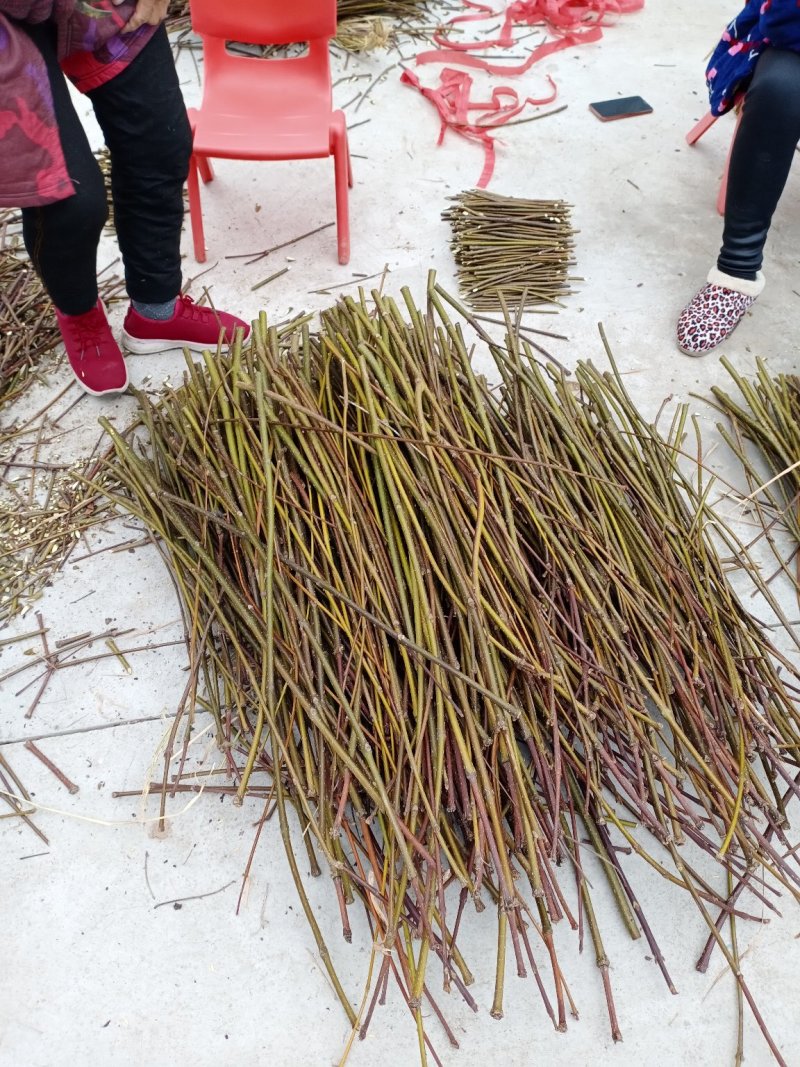 江西中花吴茱萸枝条，茶腊枝条