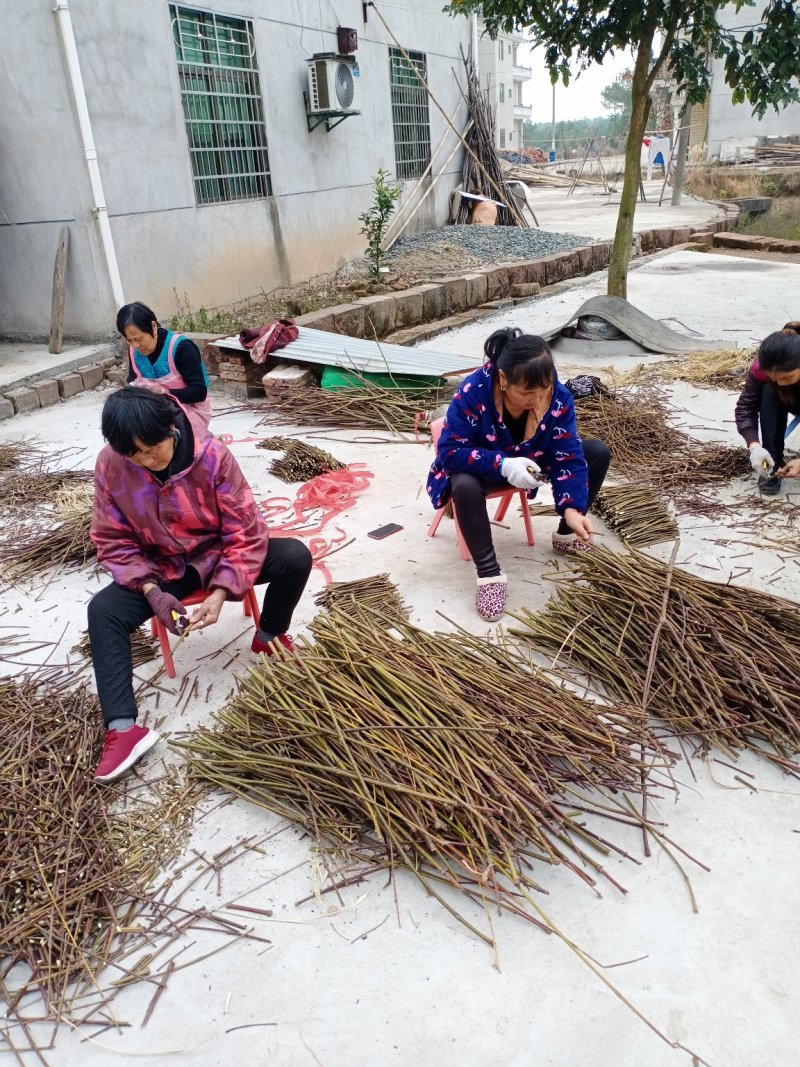 江西中花吴茱萸枝条，茶腊枝条
