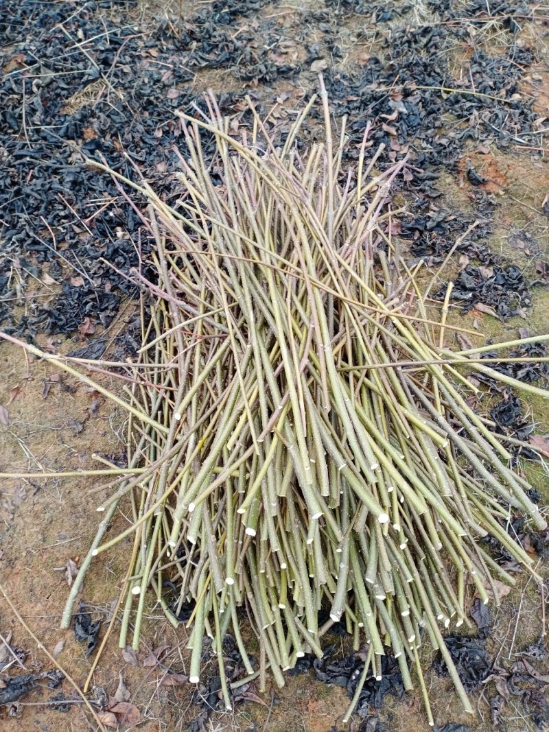 江西中花吴茱萸枝条，茶腊枝条
