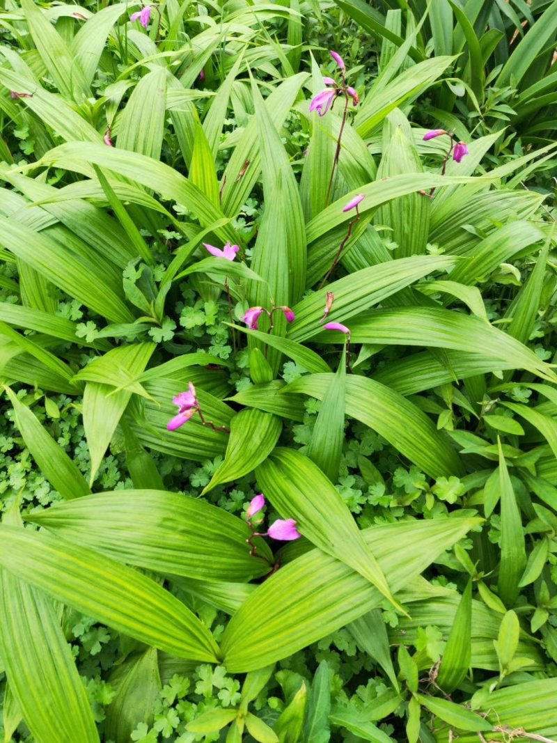紫花三叉白芨大苗，高产，分株快