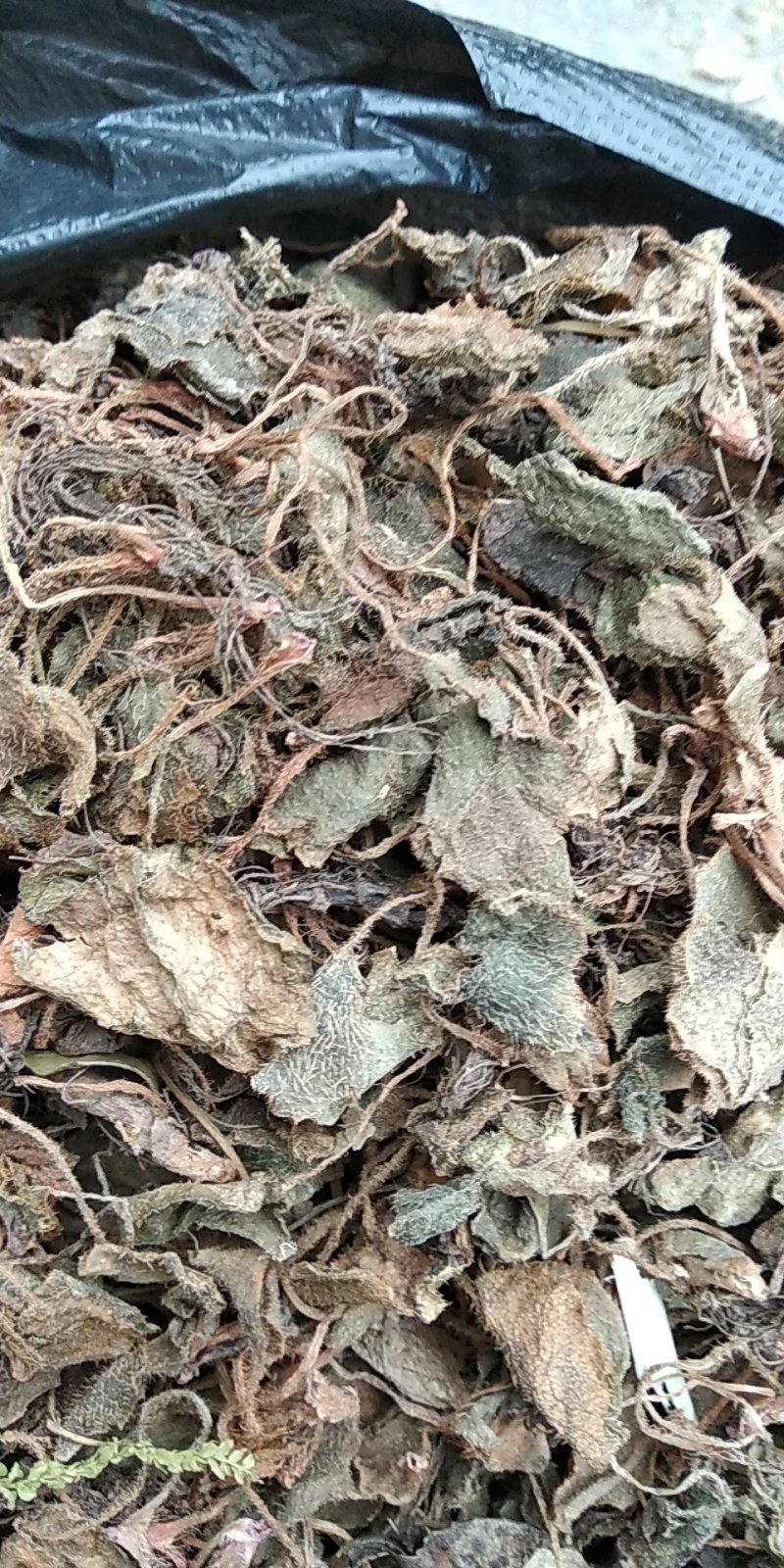 贵州铜仁野生虎耳草干货无杂质多种规格产地直发一手货源