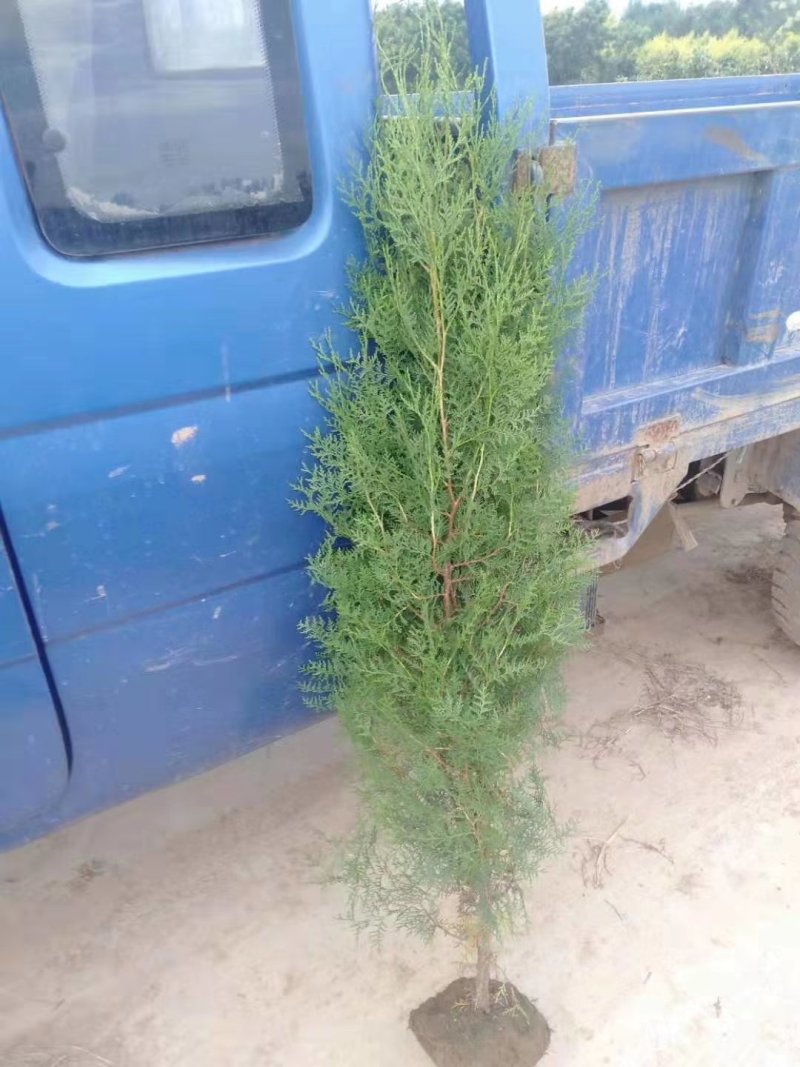 侧柏树苗，精品苗木，免费提供种植技术，成活率高，规格齐全