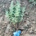 黄刺梅树苗，精品苗木，免费提供种植技术，成活率高，量大