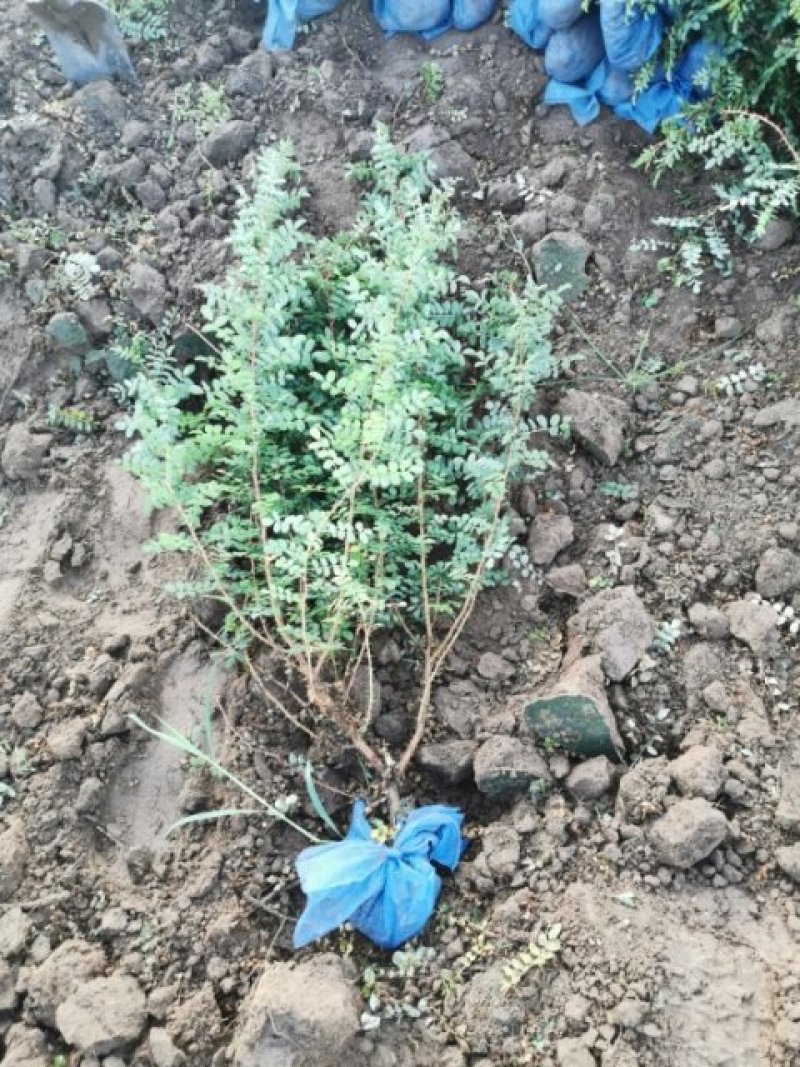 黄刺梅树苗，精品苗木，免费提供种植技术，成活率高，量大