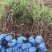 黄刺梅树苗，精品苗木，免费提供种植技术，成活率高，量大