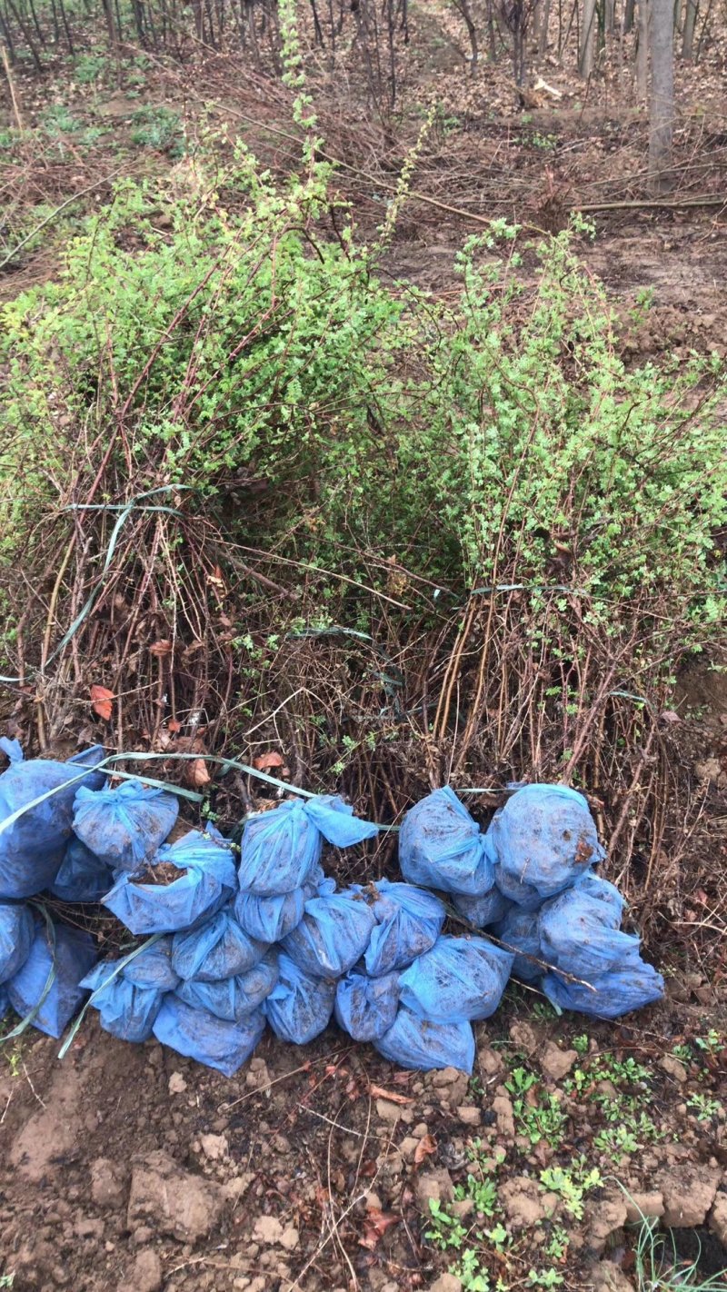 黄刺梅树苗，精品苗木，免费提供种植技术，成活率高，量大
