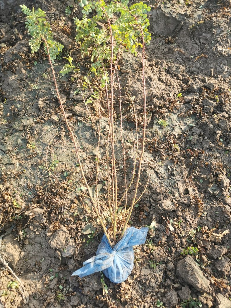 黄刺梅树苗，精品苗木，免费提供种植技术，成活率高，量大