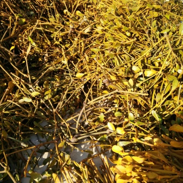核桃树寄生草