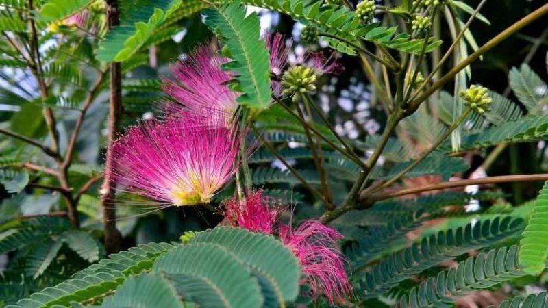 合欢树苗合欢树苗庭院花卉盆栽当年开花合欢