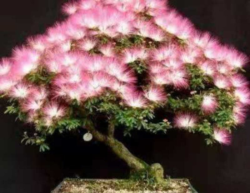 合欢树苗合欢树苗庭院花卉盆栽当年开花合欢