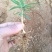 毛桃苗，毛桃小芽苗，
