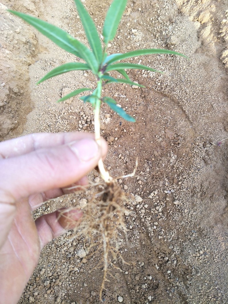 毛桃苗，毛桃小芽苗，