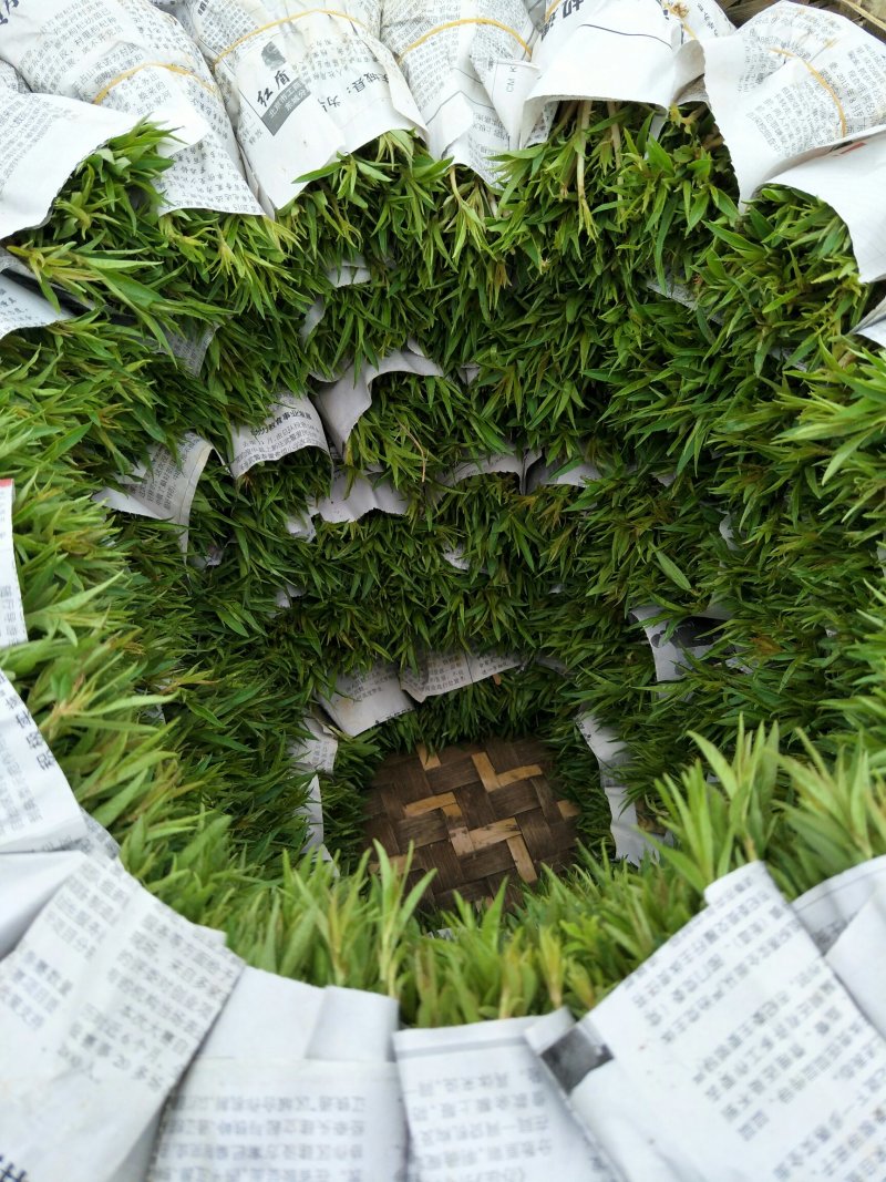 毛桃苗，毛桃小芽苗，