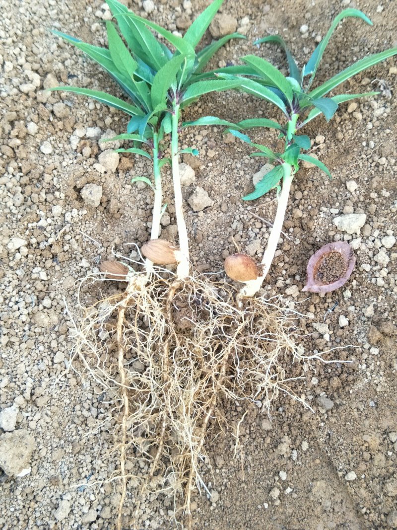 毛桃苗，毛桃小芽苗，