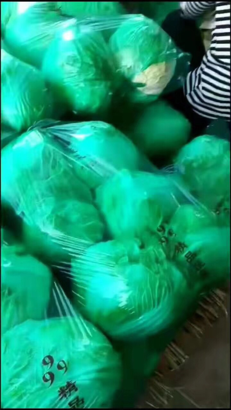 河南冷库大白菜大量上市求合作