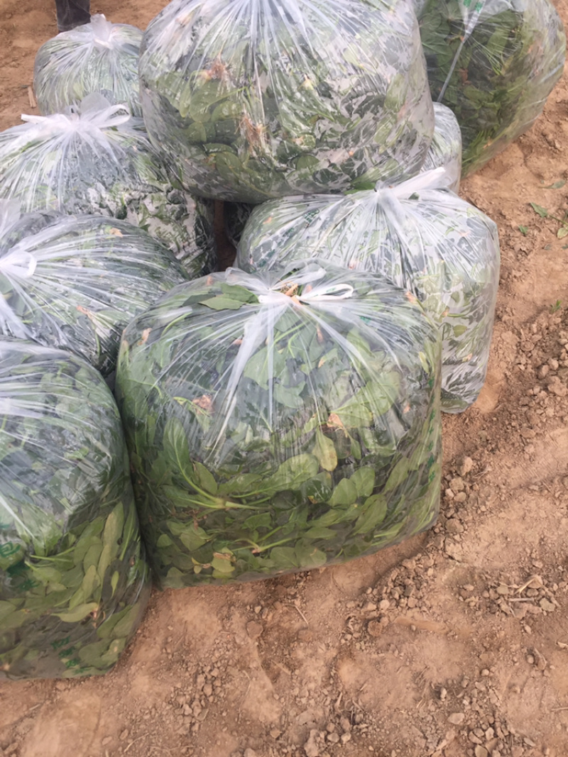 河南陆地圆叶趴地菠菜大量上市求合作加工厂可以大量合作