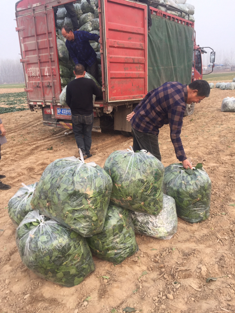 河南陆地圆叶趴地菠菜大量上市求合作加工厂可以大量合作