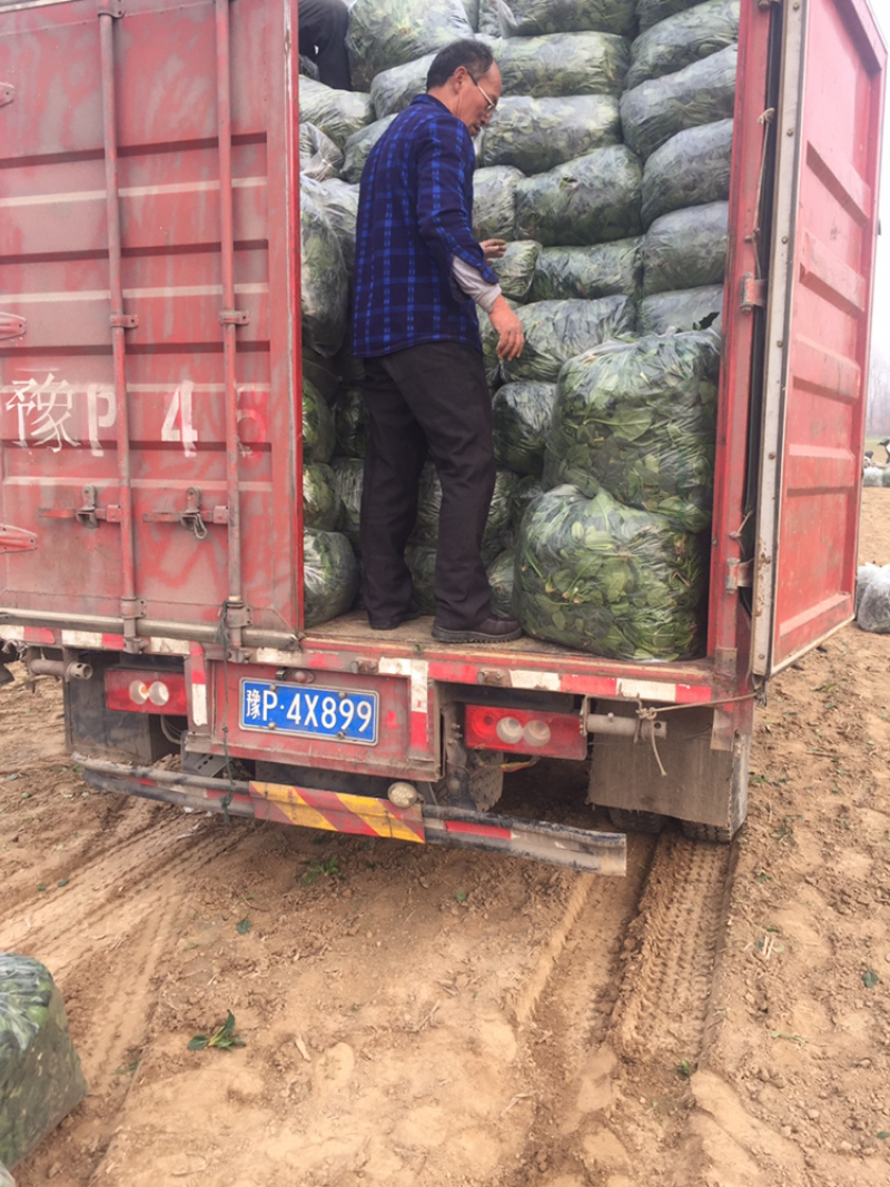 河南陆地圆叶趴地菠菜大量上市求合作加工厂可以大量合作