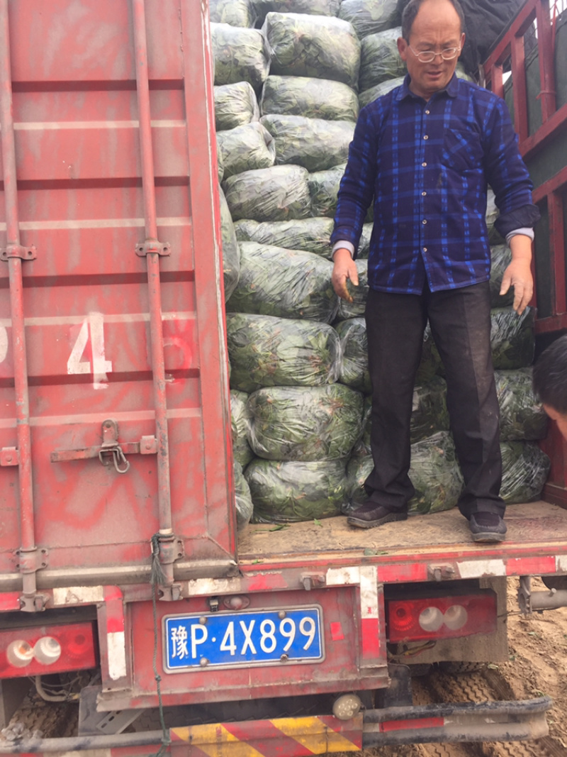 河南陆地圆叶趴地菠菜大量上市求合作加工厂可以大量合作