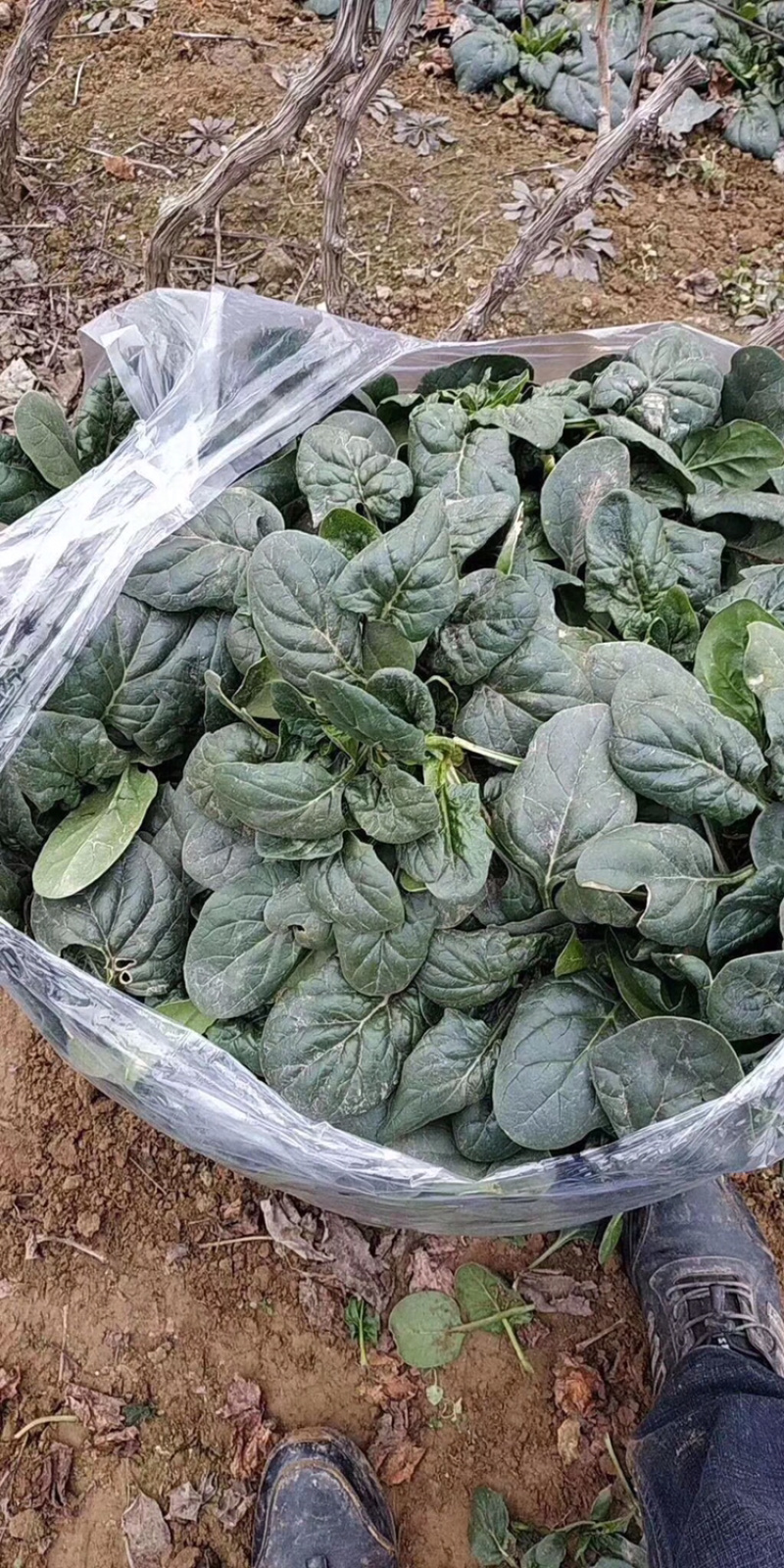 河南陆地圆叶趴地菠菜大量上市求合作加工厂可以大量合作
