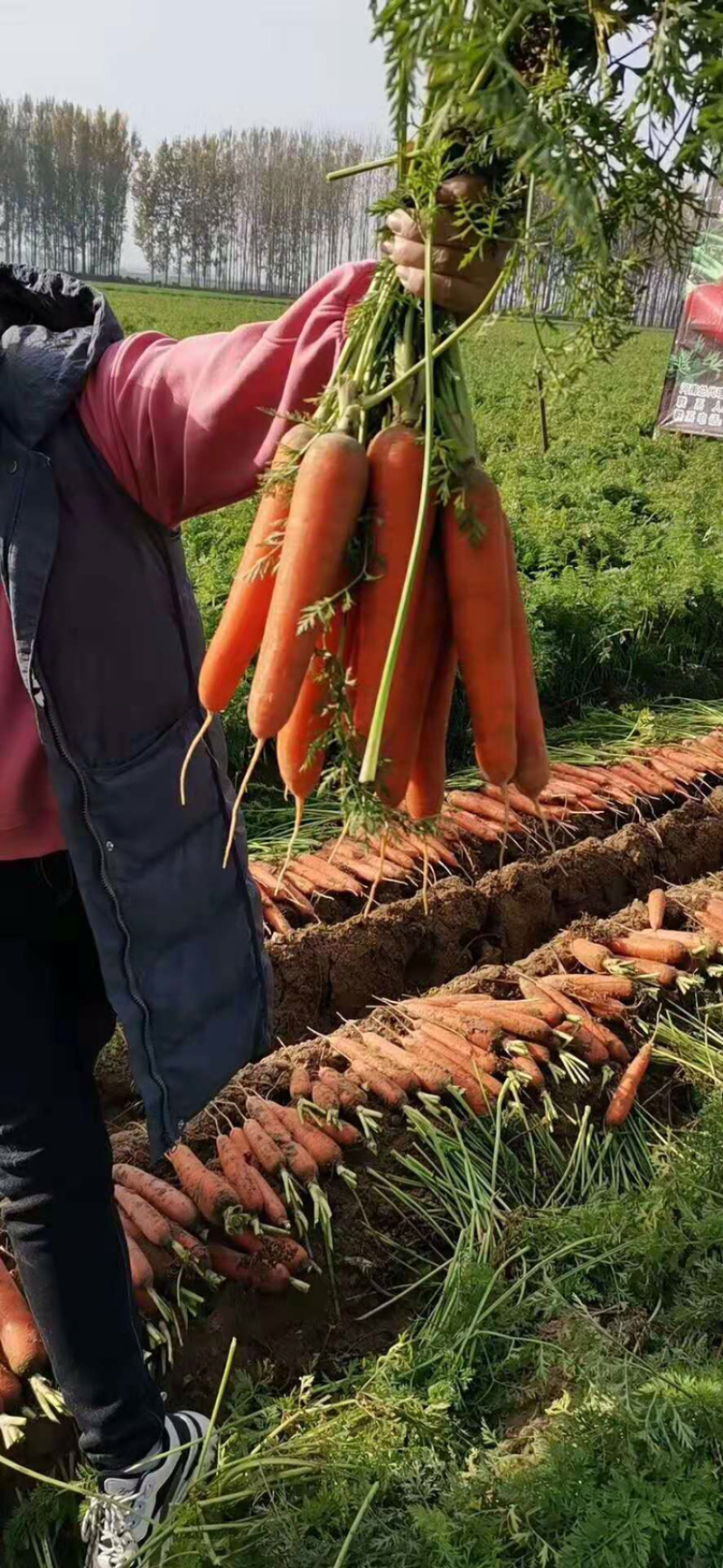 河南新鲜三红带英子胡萝卜陆续大量上市求合作