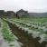 地膜农用银黑色薄膜果树果园保温保湿蔬菜棚工程混凝