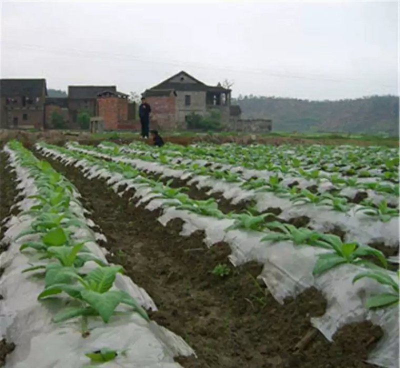 地膜农用银黑色薄膜果树果园保温保湿蔬菜棚工程混凝
